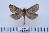  ( - BC-CGCM-6.614)  @13 [ ] Copyright (2010) Unspecified Research Collection of Carlos Mielke