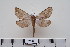  ( - BC-CGCM-6.658)  @13 [ ] Copyright (2010) Unspecified Research Collection of Carlos Mielke