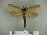  ( - BC-CLAM 16)  @14 [ ] Copyright (2010) Unspecified Research Collection of Carlos Mielke