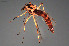  (Chironomus commutatus - CMM-CH11)  @11 [ ] Creative Commons  Attribution Non-Commercial Share-Alike (2022) NTNU University Museum, Department of Natural History NTNU University Museum, Department of Natural History