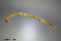  ( - CMM-CH117)  @11 [ ] Creative Commons  Attribution Non-Commercial Share-Alike (2023) NTNU University Museum, Department of Natural History NTNU University Museum, Department of Natural History