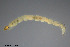  ( - CMM-CH118)  @11 [ ] Creative Commons  Attribution Non-Commercial Share-Alike (2023) NTNU University Museum, Department of Natural History NTNU University Museum, Department of Natural History