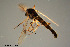  ( - CMM-CH122)  @11 [ ] Creative Commons  Attribution Non-Commercial Share-Alike (2023) NTNU University Museum, Department of Natural History NTNU University Museum, Department of Natural History