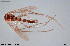  ( - CMM-CH14)  @11 [ ] Creative Commons  Attribution Non-Commercial Share-Alike (2022) NTNU University Museum, Department of Natural History NTNU University Museum, Department of Natural History