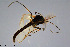  (Chironomus dissidens - CMM-CH163)  @11 [ ] Creative Commons  Attribution Non-Commercial Share-Alike (2023) NTNU University Museum, Department of Natural History NTNU University Museum, Department of Natural History