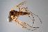  ( - CMM-CH225)  @11 [ ] Creative Commons  Attribution Non-Commercial Share-Alike (2023) NTNU University Museum, Department of Natural History NTNU University Museum, Department of Natural History
