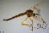  ( - CMM-CH248)  @11 [ ] Creative Commons  Attribution Non-Commercial Share-Alike (2023) NTNU University Museum, Department of Natural History NTNU University Museum, Department of Natural History
