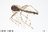  ( - CMM-CH261)  @11 [ ] Creative Commons  Attribution Non-Commercial Share-Alike (2024) NTNU University Museum, Department of Natural History NTNU University Museum, Department of Natural History