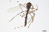  ( - CMM-CH262)  @11 [ ] Creative Commons  Attribution Non-Commercial Share-Alike (2024) NTNU University Museum, Department of Natural History NTNU University Museum, Department of Natural History