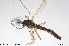  ( - CMM-CH263)  @11 [ ] Creative Commons  Attribution Non-Commercial Share-Alike (2024) NTNU University Museum, Department of Natural History NTNU University Museum, Department of Natural History
