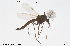  ( - CMM-CH274)  @11 [ ] Creative Commons  Attribution Non-Commercial Share-Alike (2024) NTNU University Museum, Department of Natural History NTNU University Museum, Department of Natural History