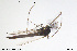  ( - CMM-CH275)  @11 [ ] Creative Commons  Attribution Non-Commercial Share-Alike (2024) NTNU University Museum, Department of Natural History NTNU University Museum, Department of Natural History