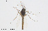  ( - CMM-CH277)  @11 [ ] Creative Commons  Attribution Non-Commercial Share-Alike (2024) NTNU University Museum, Department of Natural History NTNU University Museum, Department of Natural History