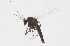  (Smittia betuletorum - CMM-CH290)  @11 [ ] Creative Commons  Attribution Non-Commercial Share-Alike (2024) NTNU University Museum, Department of Natural History NTNU University Museum, Department of Natural History