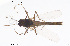  ( - CMM-CH292)  @11 [ ] Creative Commons  Attribution Non-Commercial Share-Alike (2024) NTNU University Museum, Department of Natural History NTNU University Museum, Department of Natural History