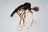  (Cricotopus sp. 2ES - CMM-CH304)  @11 [ ] Creative Commons  Attribution Non-Commercial Share-Alike (2024) NTNU University Museum, Department of Natural History NTNU University Museum, Department of Natural History