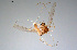  ( - CMM-CH305)  @11 [ ] Creative Commons  Attribution Non-Commercial Share-Alike (2024) NTNU University Museum, Department of Natural History NTNU University Museum, Department of Natural History