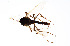  ( - CMM-CH307)  @11 [ ] Creative Commons  Attribution Non-Commercial Share-Alike (2024) NTNU University Museum, Department of Natural History NTNU University Museum, Department of Natural History