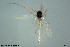  (Tanytarsus excavatus - CMM-CH31)  @11 [ ] Creative Commons  Attribution Non-Commercial Share-Alike (2022) NTNU University Museum, Department of Natural History NTNU University Museum, Department of Natural History