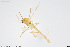  ( - CMM-CH326)  @11 [ ] Creative Commons  Attribution Non-Commercial Share-Alike (2024) NTNU University Museum, Department of Natural History NTNU University Museum, Department of Natural History