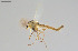  ( - CMM-CH359)  @11 [ ] Creative Commons  Attribution Non-Commercial Share-Alike (2024) NTNU University Museum, Department of Natural History NTNU University Museum, Department of Natural History