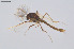  ( - CMM-CH368)  @11 [ ] Creative Commons  Attribution Non-Commercial Share-Alike (2024) NTNU University Museum, Department of Natural History NTNU University Museum, Department of Natural History