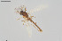  ( - CMM-CH374)  @11 [ ] Creative Commons  Attribution Non-Commercial Share-Alike (2024) NTNU University Museum, Department of Natural History NTNU University Museum, Department of Natural History