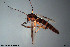  ( - CMM-CH38)  @11 [ ] Creative Commons  Attribution Non-Commercial Share-Alike (2022) NTNU University Museum, Department of Natural History NTNU University Museum, Department of Natural History