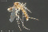  ( - CMM-CH381)  @11 [ ] Creative Commons  Attribution Non-Commercial Share-Alike (2024) NTNU University Museum, Department of Natural History NTNU University Museum, Department of Natural History