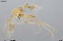  (Stenochironomus sp. 16XL - CMM-CH382)  @11 [ ] Creative Commons  Attribution Non-Commercial Share-Alike (2024) NTNU University Museum, Department of Natural History NTNU University Museum, Department of Natural History