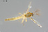  ( - CMM-CH414)  @11 [ ] Creative Commons  Attribution Non-Commercial Share-Alike (2024) NTNU University Museum, Department of Natural History NTNU University Museum, Department of Natural History