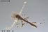  (Chironomus sp. 15TE - CMM-CH415)  @11 [ ] Creative Commons  Attribution Non-Commercial Share-Alike (2024) NTNU University Museum, Department of Natural History NTNU University Museum, Department of Natural History