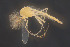  ( - CMM-CH426)  @11 [ ] Creative Commons  Attribution Non-Commercial Share-Alike (2024) NTNU University Museum, Department of Natural History NTNU University Museum, Department of Natural History