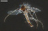  ( - CMM-CH440)  @11 [ ] Creative Commons  Attribution Non-Commercial Share-Alike (2024) NTNU University Museum, Department of Natural History NTNU University Museum, Department of Natural History