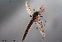 (Glyptotendipes pallens - CMM-CH65)  @11 [ ] Creative Commons  Attribution Non-Commercial Share-Alike (2022) NTNU University Museum, Department of Natural History NTNU University Museum, Department of Natural History