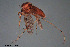  ( - CMM-CH96)  @11 [ ] Creative Commons  Attribution Non-Commercial Share-Alike (2023) NTNU University Museum, Department of Natural History NTNU University Museum, Department of Natural History
