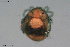  ( - HYDCA615)  @11 [ ] Creative Commons  Attribution Non-Commercial Share-Alike (2022) NTNU University Museum, Department of Natural History NTNU University Museum, Department of Natural History