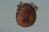  (Arrenurus kjerrmanni - HYDCA622)  @11 [ ] Creative Commons  Attribution Non-Commercial Share-Alike (2022) NTNU University Museum, Department of Natural History NTNU University Museum, Department of Natural History