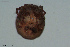  ( - HYDCA622)  @11 [ ] Creative Commons  Attribution Non-Commercial Share-Alike (2022) NTNU University Museum, Department of Natural History NTNU University Museum, Department of Natural History