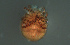  ( - HYDCA644)  @11 [ ] Creative Commons  Attribution Non-Commercial Share-Alike (2022) NTNU University Museum, Department of Natural History NTNU University Museum, Department of Natural History