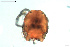  ( - HYDCA649)  @11 [ ] Creative Commons  Attribution Non-Commercial Share-Alike (2022) NTNU University Museum, Department of Natural History NTNU University Museum, Department of Natural History