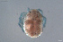  ( - HYDCA663)  @11 [ ] Creative Commons  Attribution Non-Commercial Share-Alike (2022) NTNU University Museum, Department of Natural History NTNU University Museum, Department of Natural History