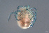  ( - HYDCA663)  @11 [ ] Creative Commons  Attribution Non-Commercial Share-Alike (2022) NTNU University Museum, Department of Natural History NTNU University Museum, Department of Natural History