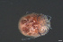  (Atractides lacustris - HYDCA664)  @11 [ ] Creative Commons  Attribution Non-Commercial Share-Alike (2022) NTNU University Museum, Department of Natural History NTNU University Museum, Department of Natural History
