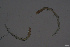  ( - HYDCA688)  @11 [ ] Creative Commons  Attribution Non-Commercial Share-Alike (2022) NTNU University Museum, Department of Natural History NTNU University Museum, Department of Natural History