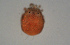  ( - HYDCA689)  @11 [ ] Creative Commons  Attribution Non-Commercial Share-Alike (2022) NTNU University Museum, Department of Natural History NTNU University Museum, Department of Natural History