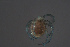  ( - HYDCA690)  @11 [ ] Creative Commons  Attribution Non-Commercial Share-Alike (2022) NTNU University Museum, Department of Natural History NTNU University Museum, Department of Natural History