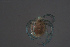  ( - HYDCA690)  @11 [ ] Creative Commons  Attribution Non-Commercial Share-Alike (2022) NTNU University Museum, Department of Natural History NTNU University Museum, Department of Natural History