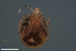  ( - HYDCA698)  @11 [ ] Creative Commons  Attribution Non-Commercial Share-Alike (2022) NTNU University Museum, Department of Natural History NTNU University Museum, Department of Natural History
