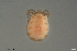  (Parathyas thoracata - HYDCA708)  @11 [ ] Creative Commons  Attribution Non-Commercial Share-Alike (2023) NTNU University Museum, Department of Natural History NTNU University Museum, Department of Natural History
